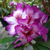 Rhododendron hybrid 'Hans Hachmann'