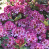 Rhododendron hybrid 'Hans Hachmann'