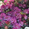 Rhododendron hybrid 'Hans Hachmann'