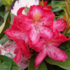 Rhododendron hybrid 'Junifeuer'