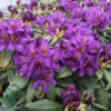 Rhododendron hybrid 'Marcel Menard'