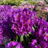 Rhododendron hybrid 'Marcel Menard'