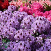 Rhododendron hybrid 'Metallica'