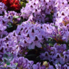 Rhododendron hybrid 'Metallica'