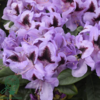 Rhododendron hybrid 'Metallica'