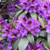 Rhododendron hybrid 'Orakel'