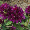Rhododendron hybrid 'Polarnacht'