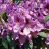 Rhododendron hybrid 'Rasputin'