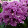 Rhododendron hybrid 'Rasputin'