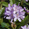 Rhododendron hybrid 'September Charm'