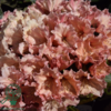 Rhododendron hybrid 'Sun Glory'