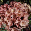 Rhododendron hybrid 'Sun Glory'