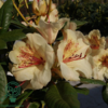 Rhododendron hybrid 'Viscy'