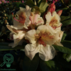 Rhododendron hybrid 'Viscy'
