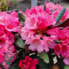 Rhododendron hybrid 'Wine and Roses'