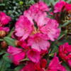 Rhododendron hybrid 'Wine and Roses'
