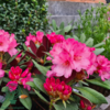 Rhododendron hybrid 'Wine and Roses'