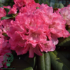 Rhododendron x yakushimanum 'Anuschka'