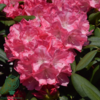 Rhododendron x yakushimanum 'Anuschka'