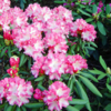 Rhododendron x yakushimanum 'Arabella'