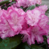 Rhododendron x yakushimanum 'Blurettia'