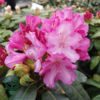 Rhododendron x yakushimanum 'Blurettia'