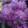 Rhododendron x yakushimanum 'Bohlken's Lupinenberg'