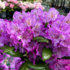 Rhododendron x yakushimanum 'Bohlken's Lupinenberg'