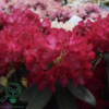 Rhododendron x yakushimanum 'Bohlkens Roter Stern'