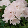 Rhododendron x yakushimanum 'Dreamland'