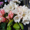 Rhododendron x yakushimanum 'Edelweiss'