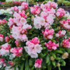 Rhododendron x yakushimanum 'Edelweiss'