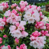 Rhododendron x yakushimanum 'Edelweiss'