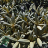 Rhododendron x yakushimanum 'Edelweiss'