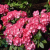 Rhododendron x yakushimanum 'Fantastica'