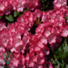 Rhododendron x yakushimanum 'Fantastica'
