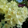 Rhododendron x yakushimanum 'Flava'