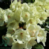 Rhododendron x yakushimanum 'Flava'