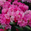 Rhododendron x yakushimanum 'Kalinka'