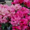 Rhododendron x yakushimanum 'Kalinka'