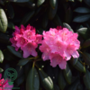 Rhododendron x yakushimanum 'Kalinka'