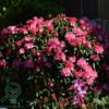 Rhododendron x yakushimanum 'Kalinka'