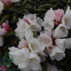 Rhododendron x yakushimanum 'Koichiro Wada'