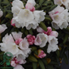 Rhododendron x yakushimanum 'Koichiro Wada'