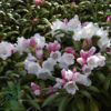 Rhododendron x yakushimanum 'Koichiro Wada'