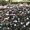 Rhododendron x yakushimanum 'Koichiro Wada'
