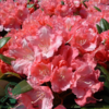 Rhododendron x yakushimanum 'Marlis'
