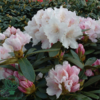 Rhododendron x yakushimanum 'Schneekrone'