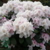 Rhododendron x yakushimanum 'Schneekrone'