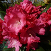 Rhododendron x yakushimanum 'Morgenrot'